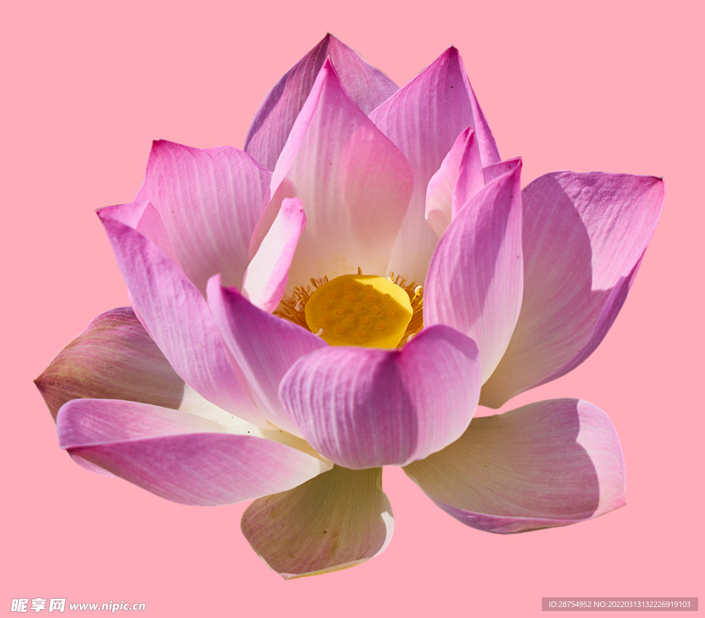 莲花