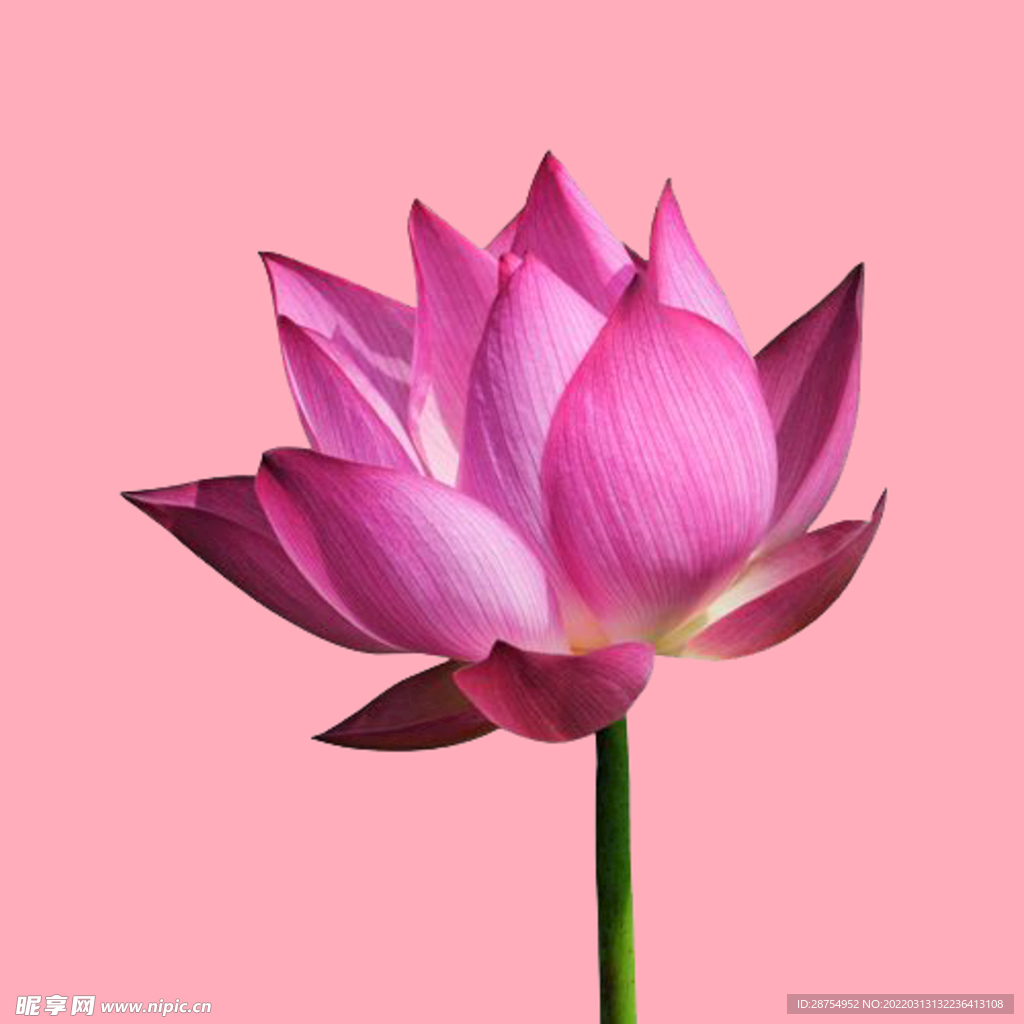 莲花