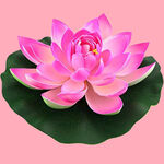 莲花
