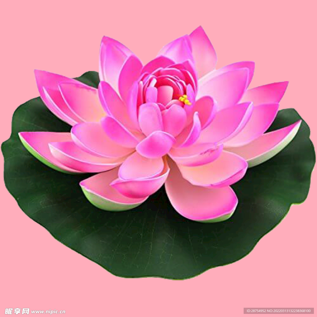 莲花