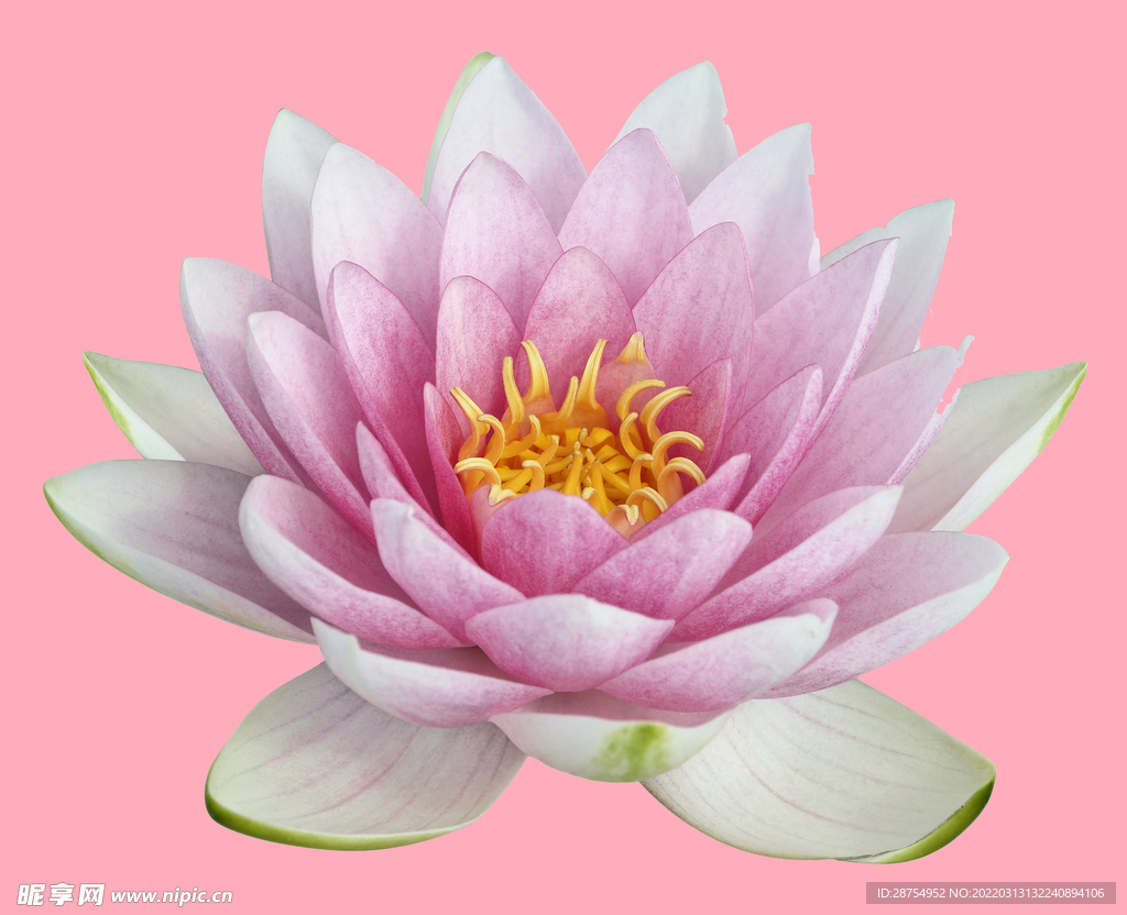 莲花