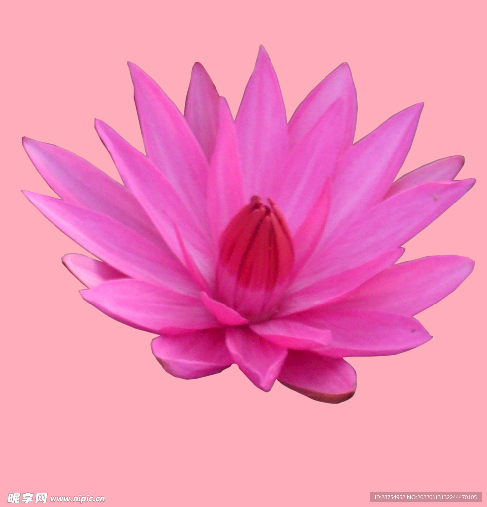 莲花