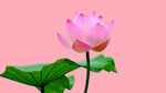 莲花