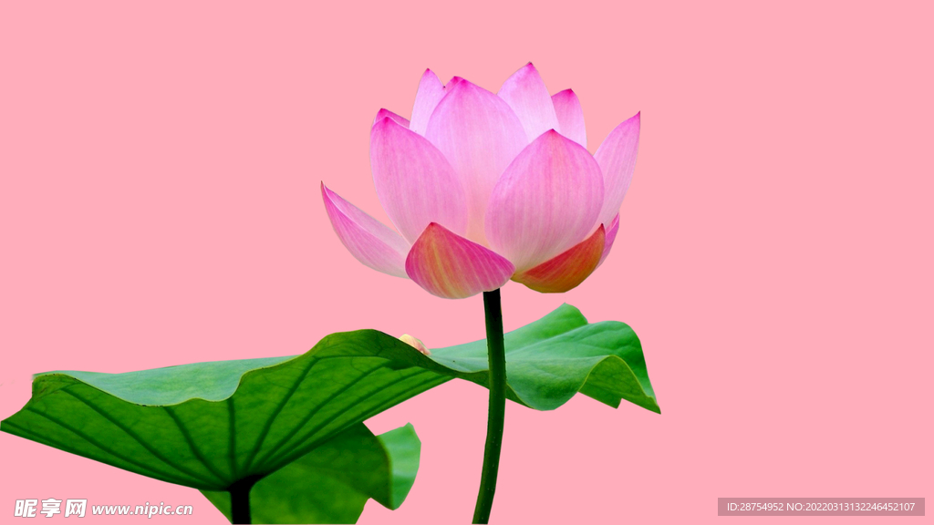莲花