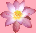莲花
