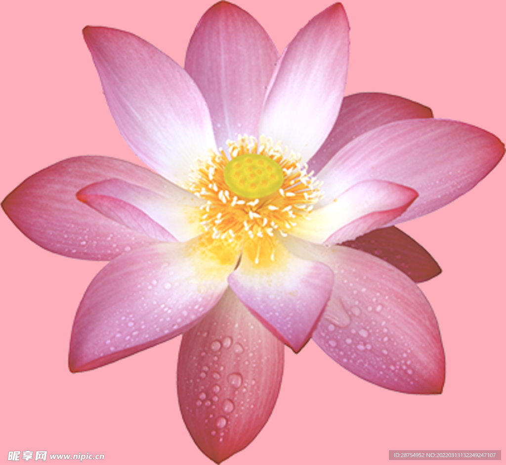 莲花