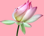 莲花