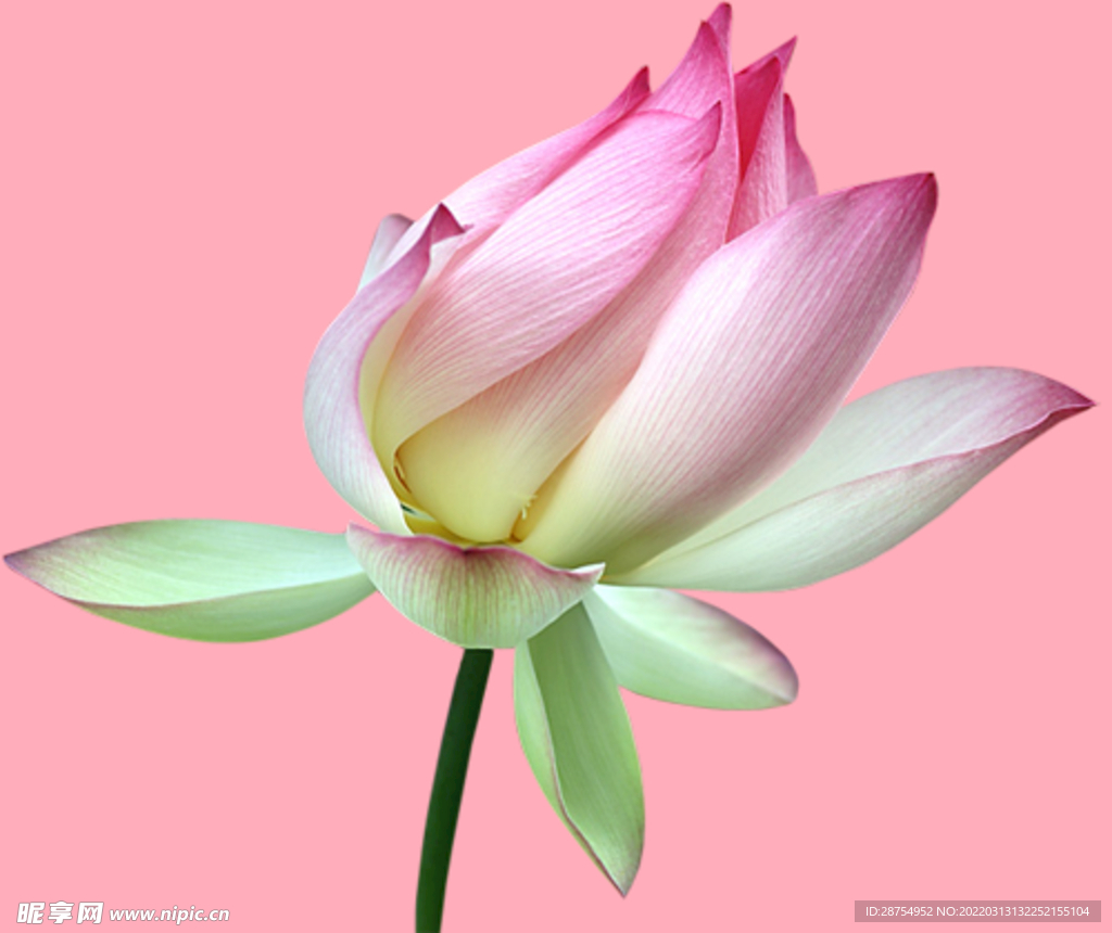 莲花