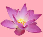 莲花