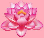 莲花