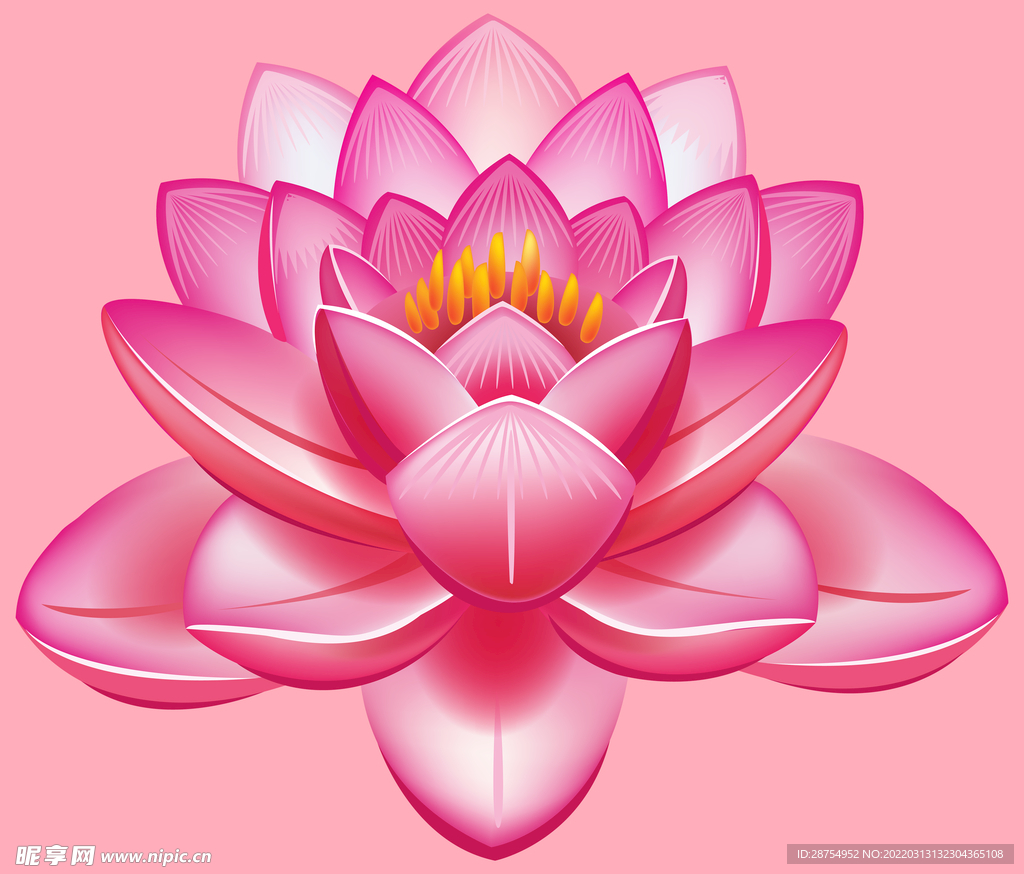 莲花
