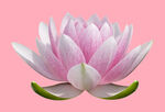 莲花