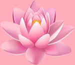 莲花