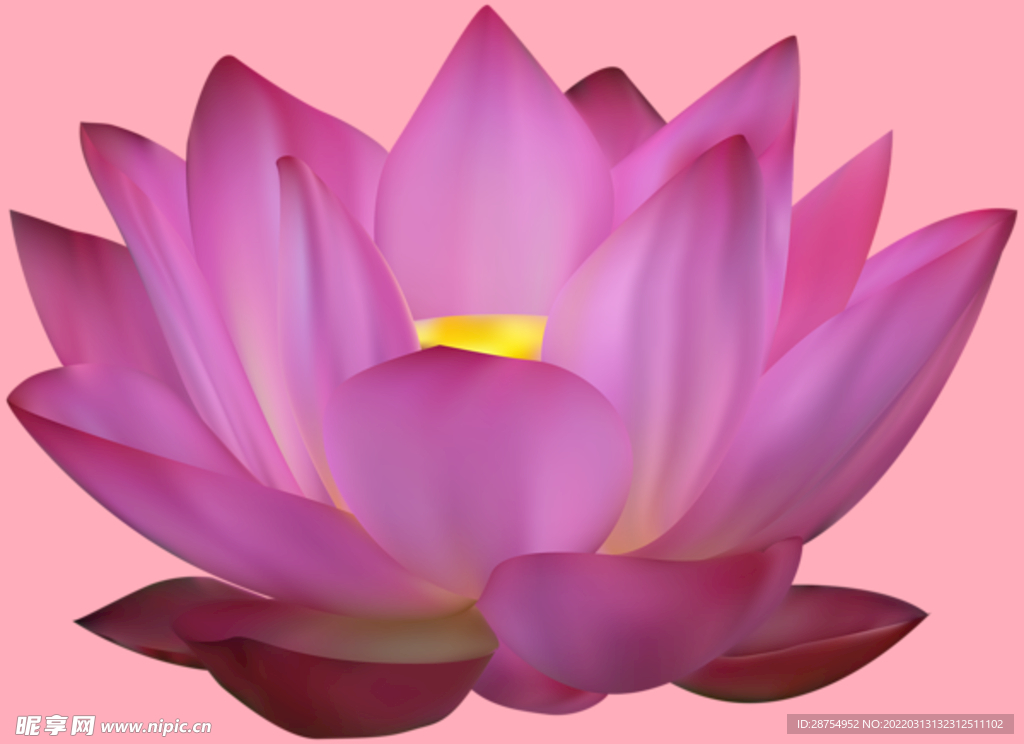 莲花