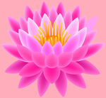 莲花