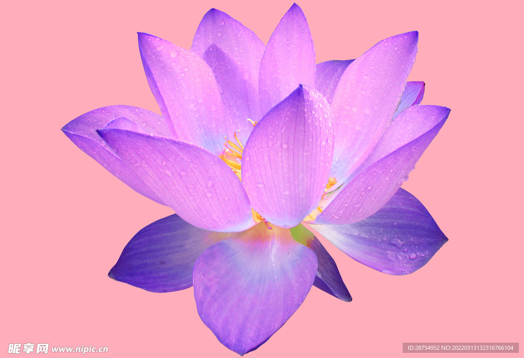 莲花