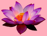 莲花