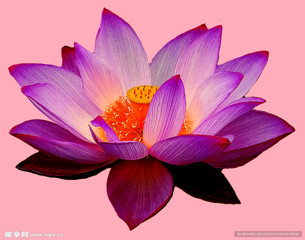 莲花