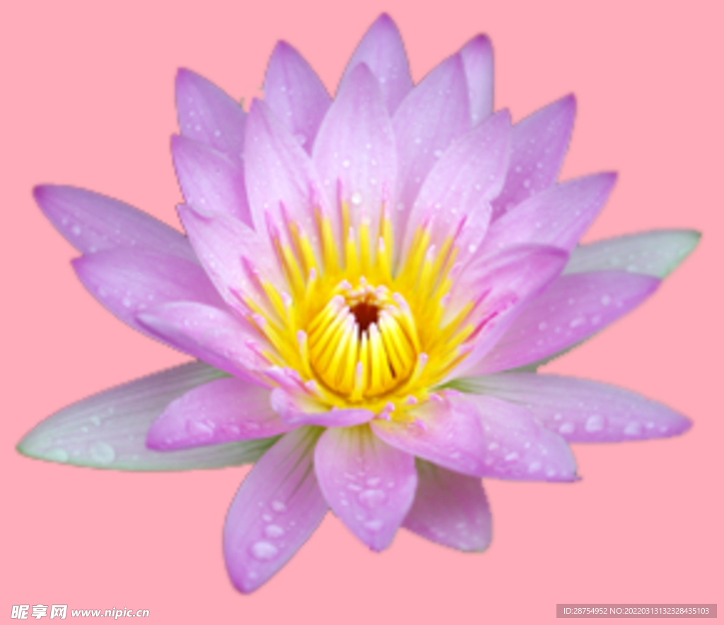 莲花