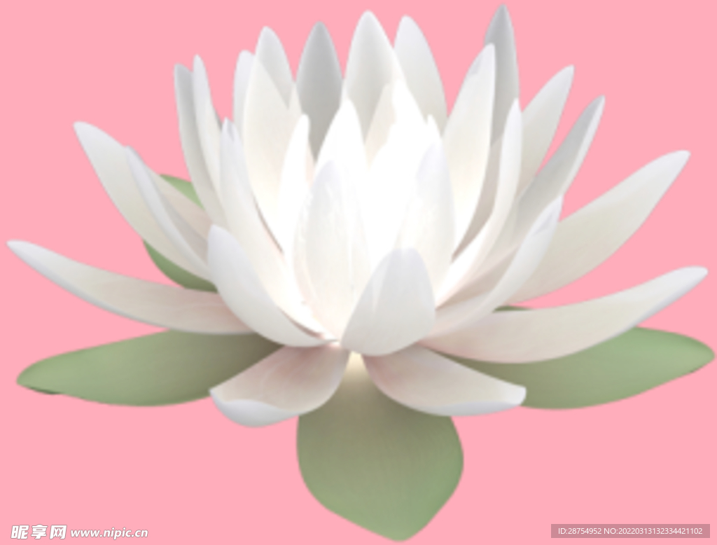 莲花
