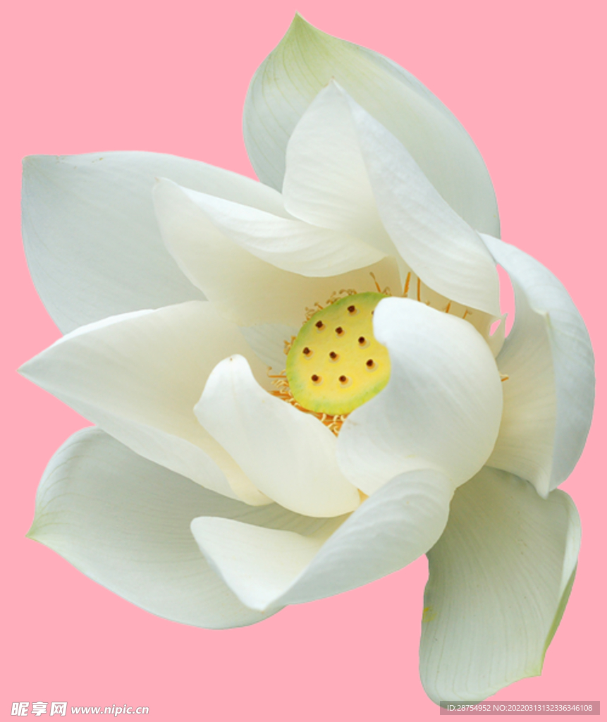 玫瑰花