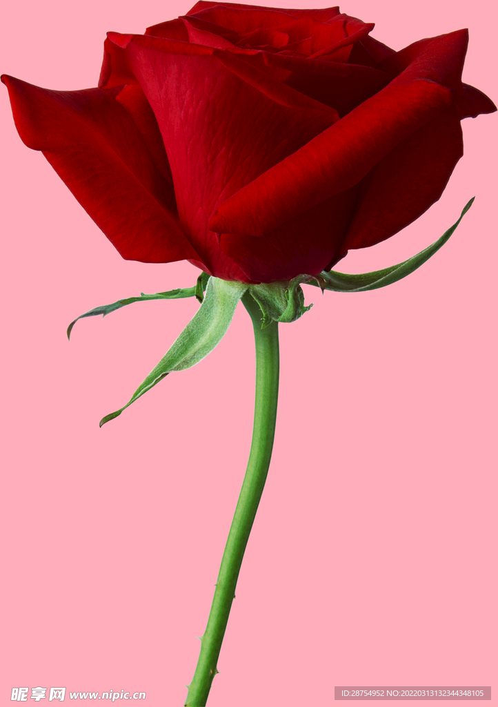 玫瑰花