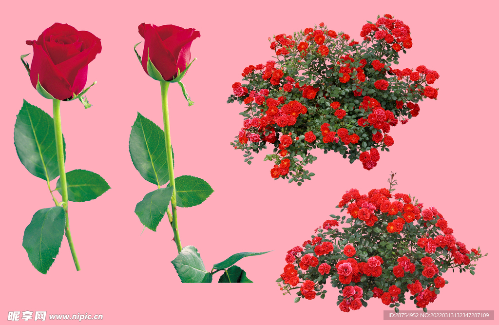 玫瑰花