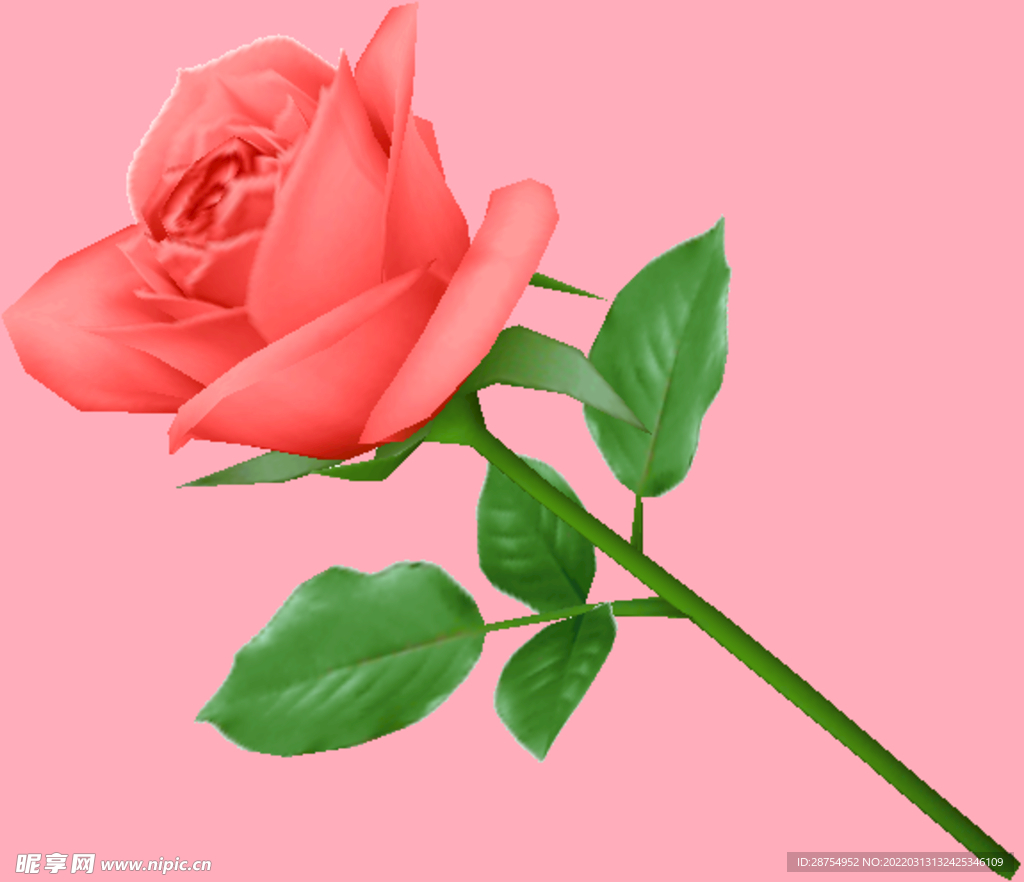 玫瑰花