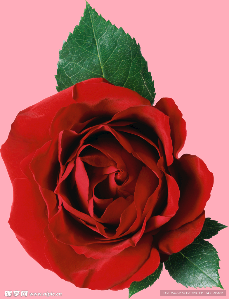 玫瑰花