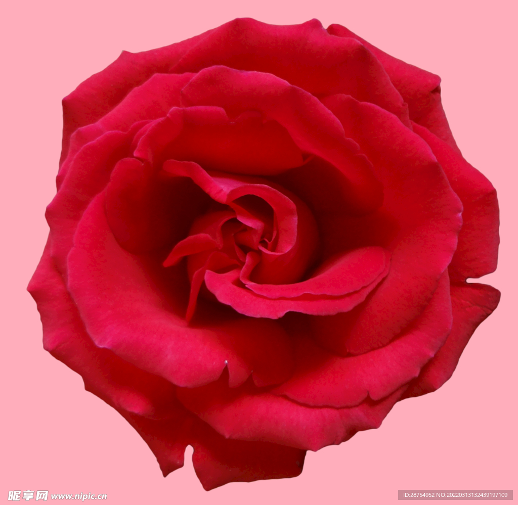 玫瑰花
