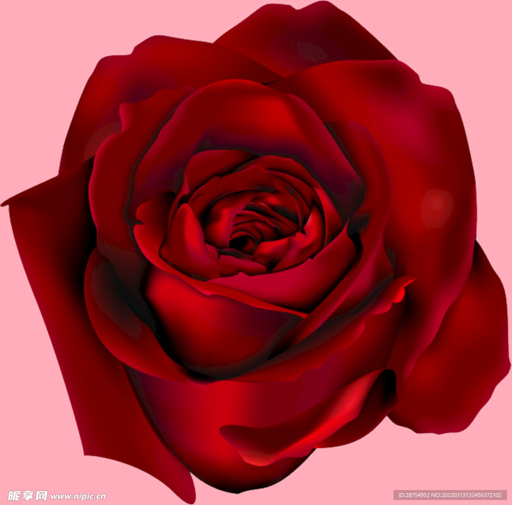 玫瑰花