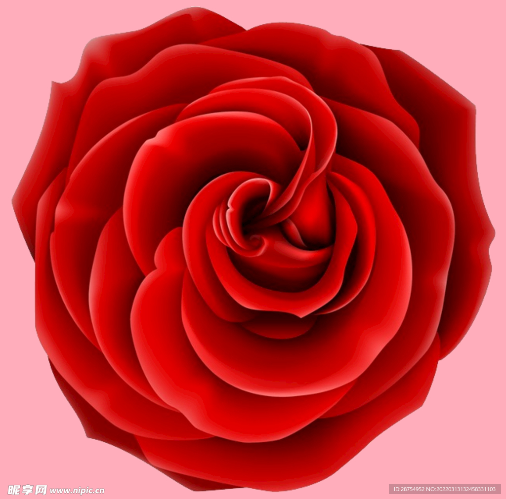 玫瑰花