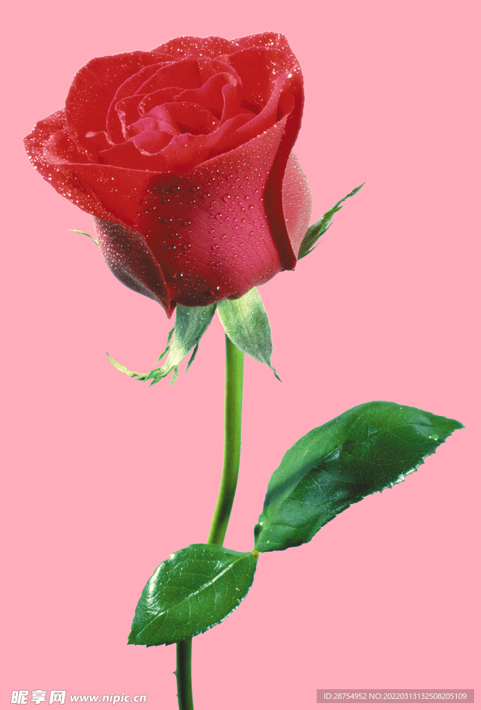 玫瑰花