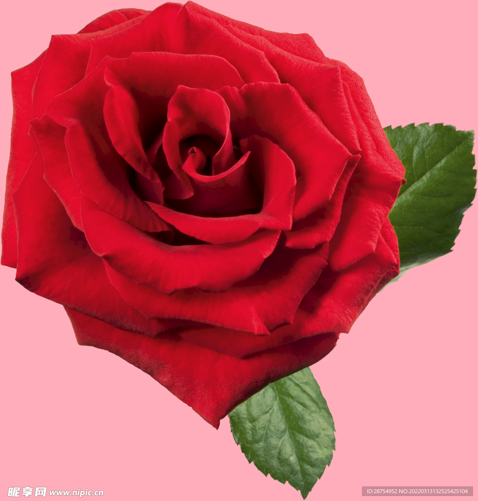 玫瑰花