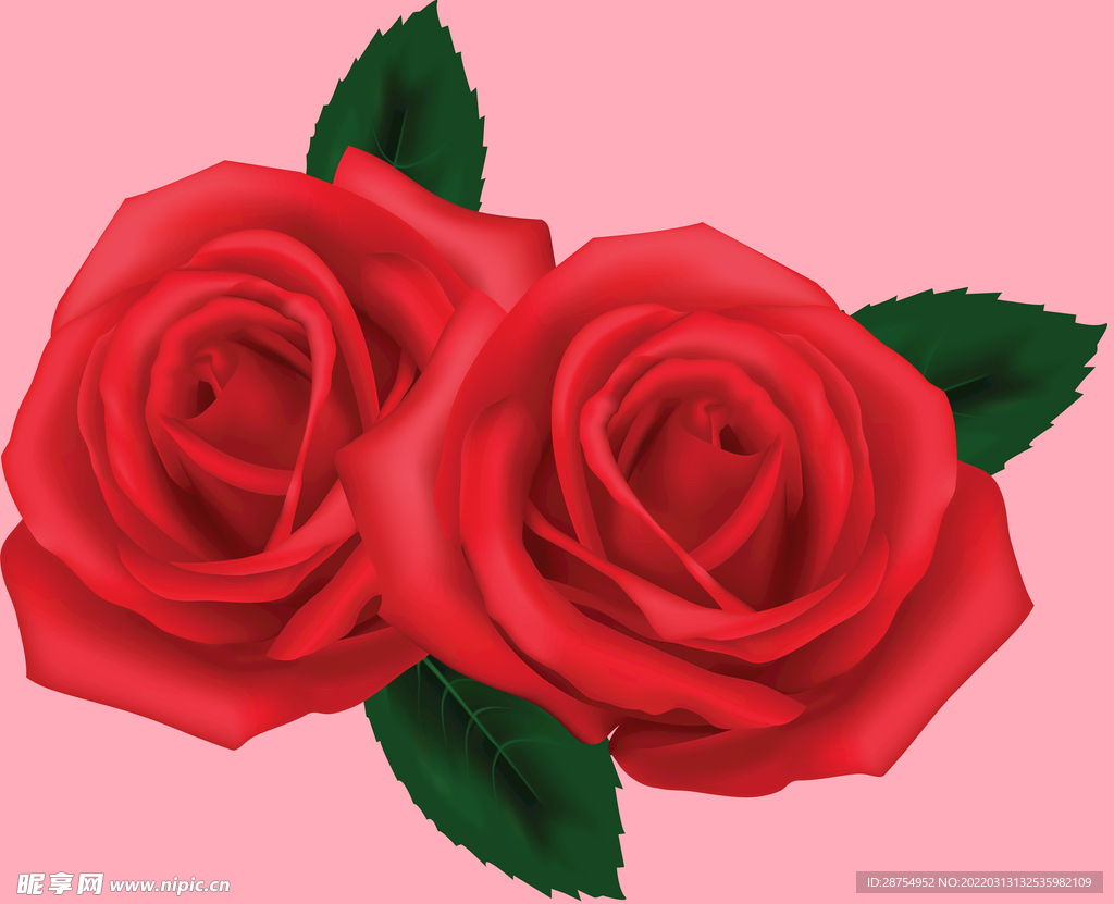 玫瑰花