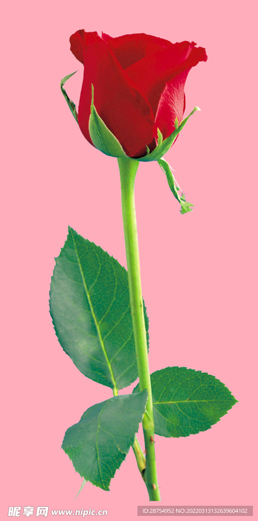 玫瑰花