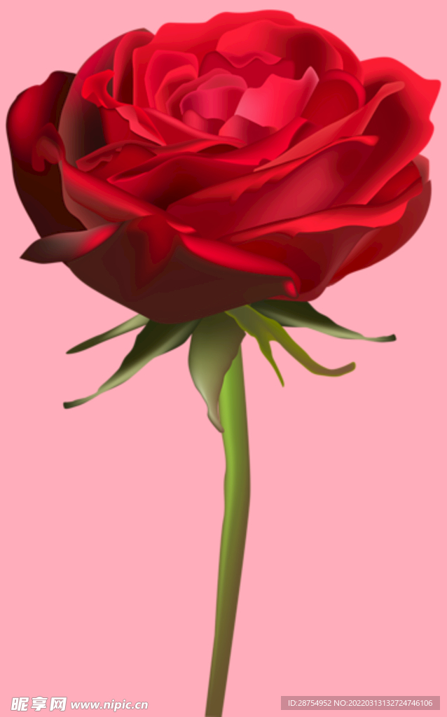 玫瑰花