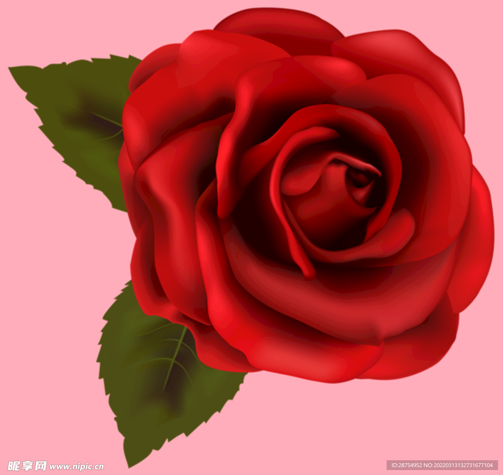 玫瑰花