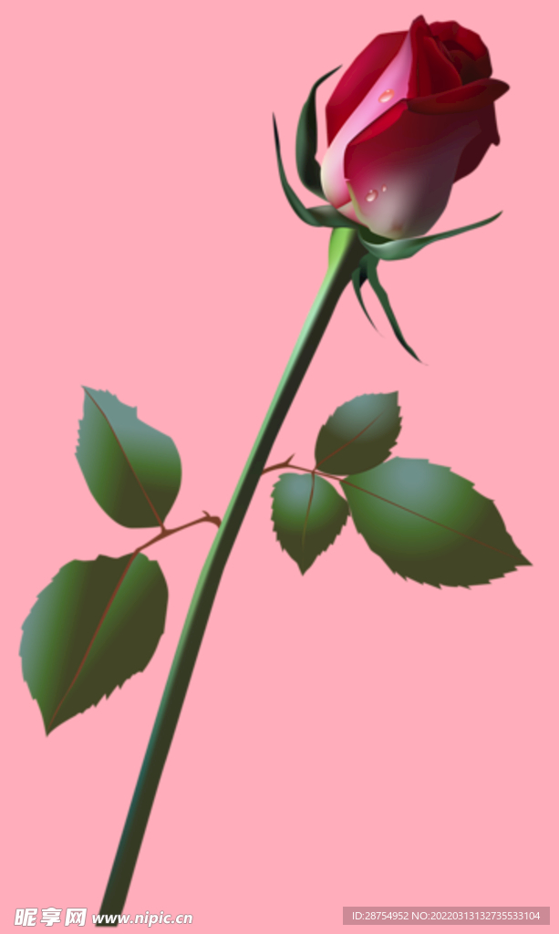玫瑰花