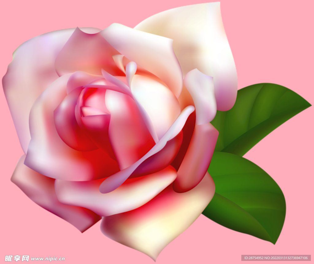 玫瑰花