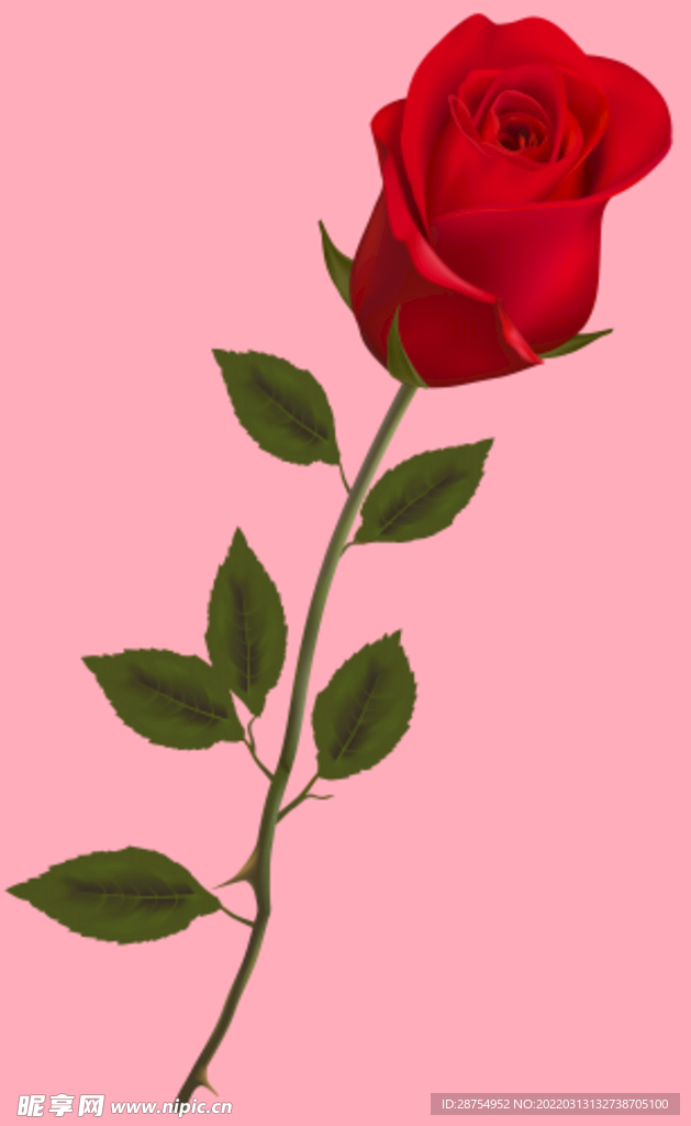玫瑰花