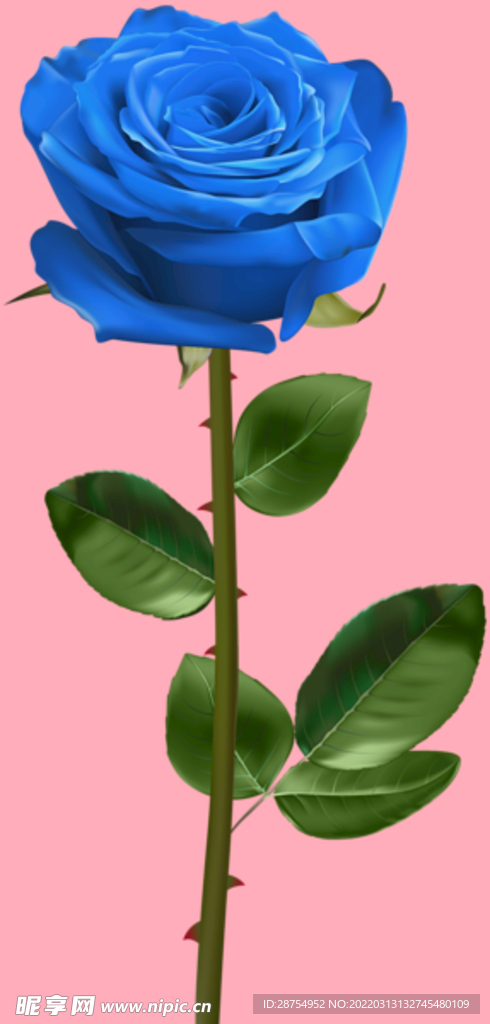 玫瑰花