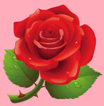玫瑰花