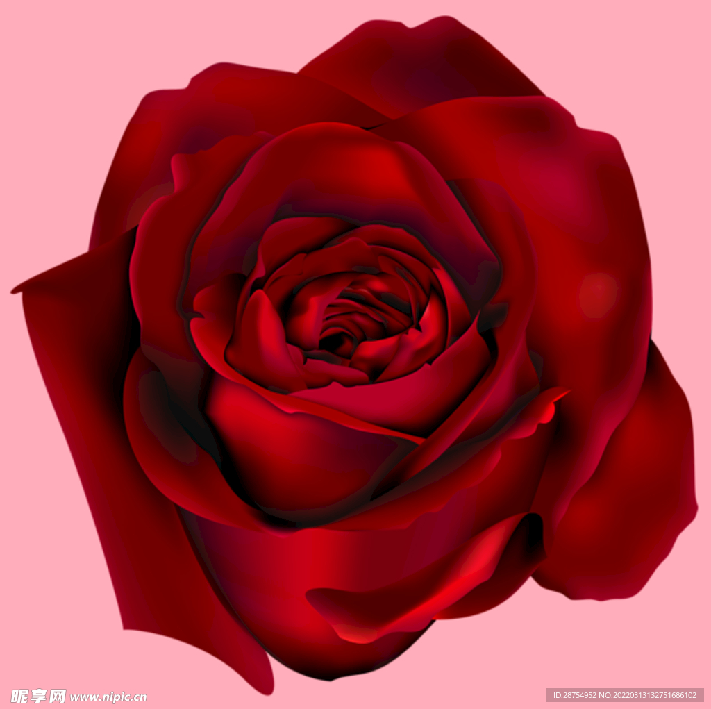 玫瑰花