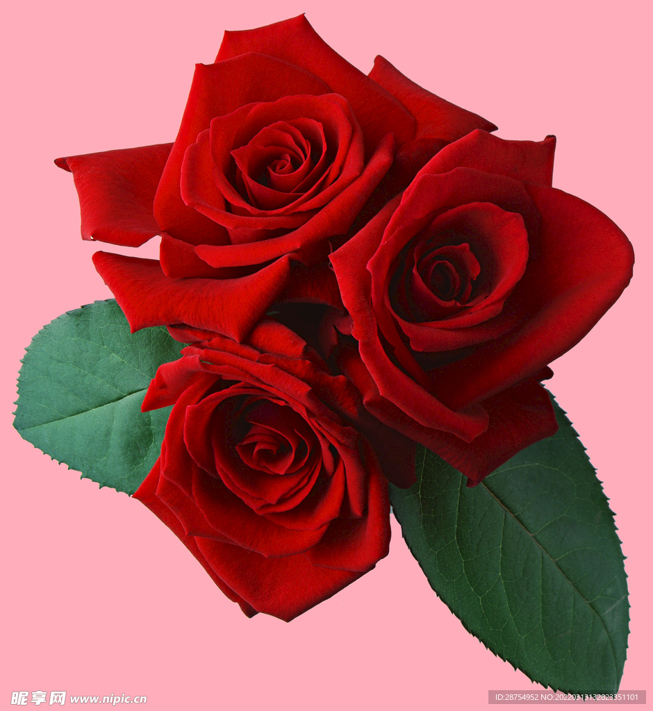 玫瑰花