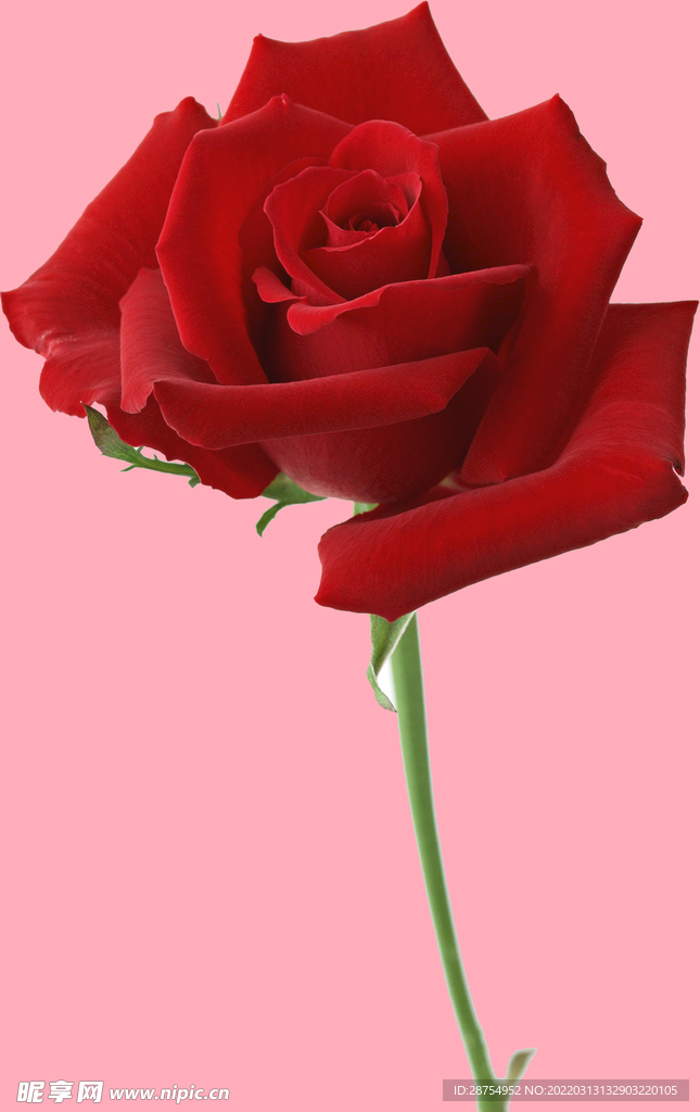 玫瑰花