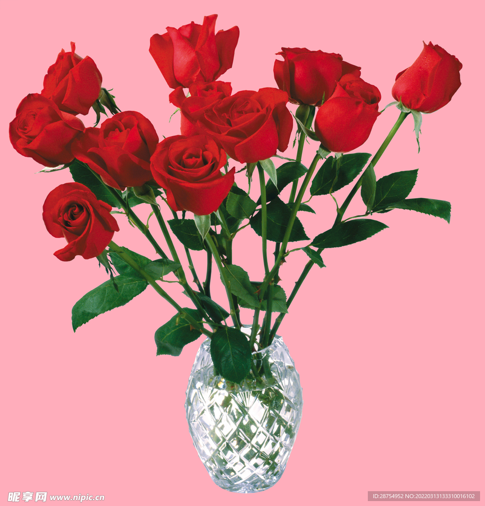 玫瑰花