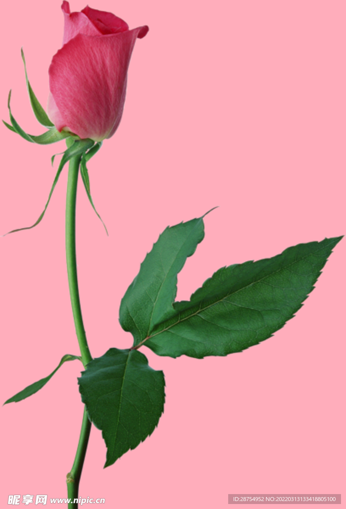 玫瑰花