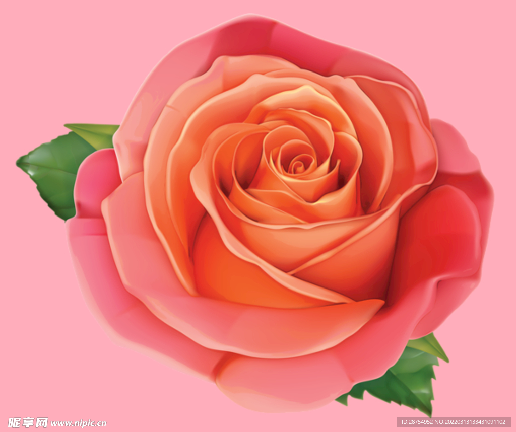 玫瑰花