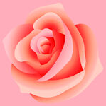 玫瑰花
